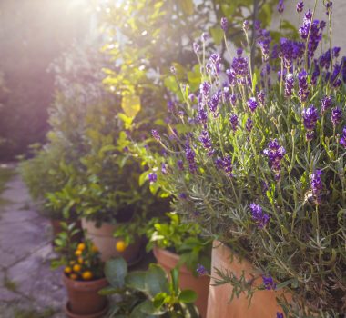 5 tips for an energy-efficient garden